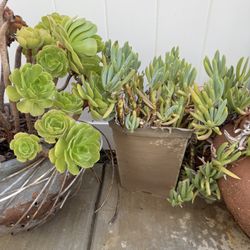 Succulents 