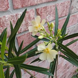 Oleander  Plant 