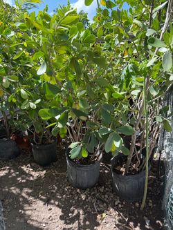 Clusias 7 galones4-5 ft