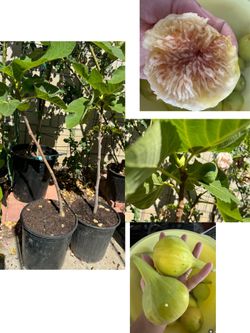 Yellow Long Neck Fig tree already with figs on