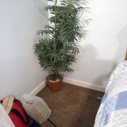 Palm Tree 5 Ft