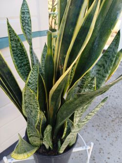 Snake Plant