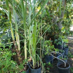 Sugar  Cane  Tree