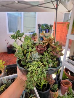 Succulent arrangement