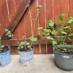 POTTED PLANTS, HUMMINBIRD BUSG & TURKS CAP
