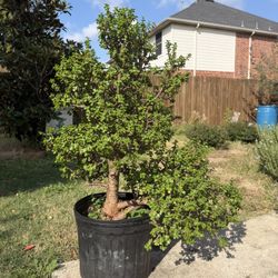 Elephant Bush Plants (3 Total)
