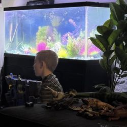 Large Fish Tank With Stand 4ft long , 13inches wide and 21 inches tall