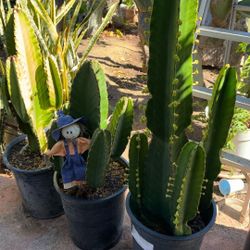 Cactus 