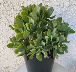 1.5 Gallon Pot Succulent Plant - Crassula Undulate - Ruffles - Ripple Jade - Rooted &  Established - 🪴- Drought Resistant