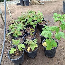 Thornless Red Raspberry Plants