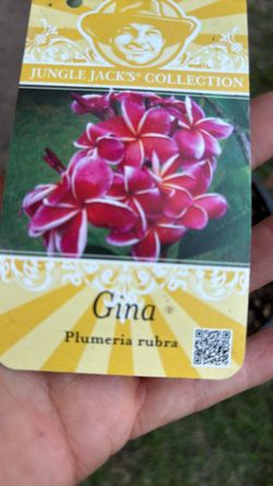 plumeria Gina