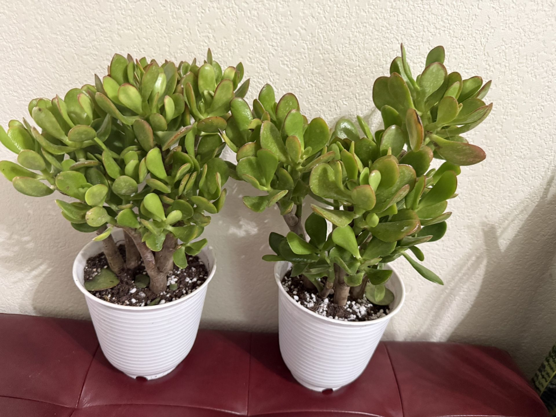 🌿Lucky Jade Or Gud Luck Plant ♥️