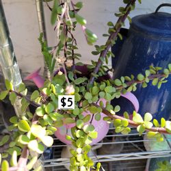 Small Pink Water Pitcher with succulents