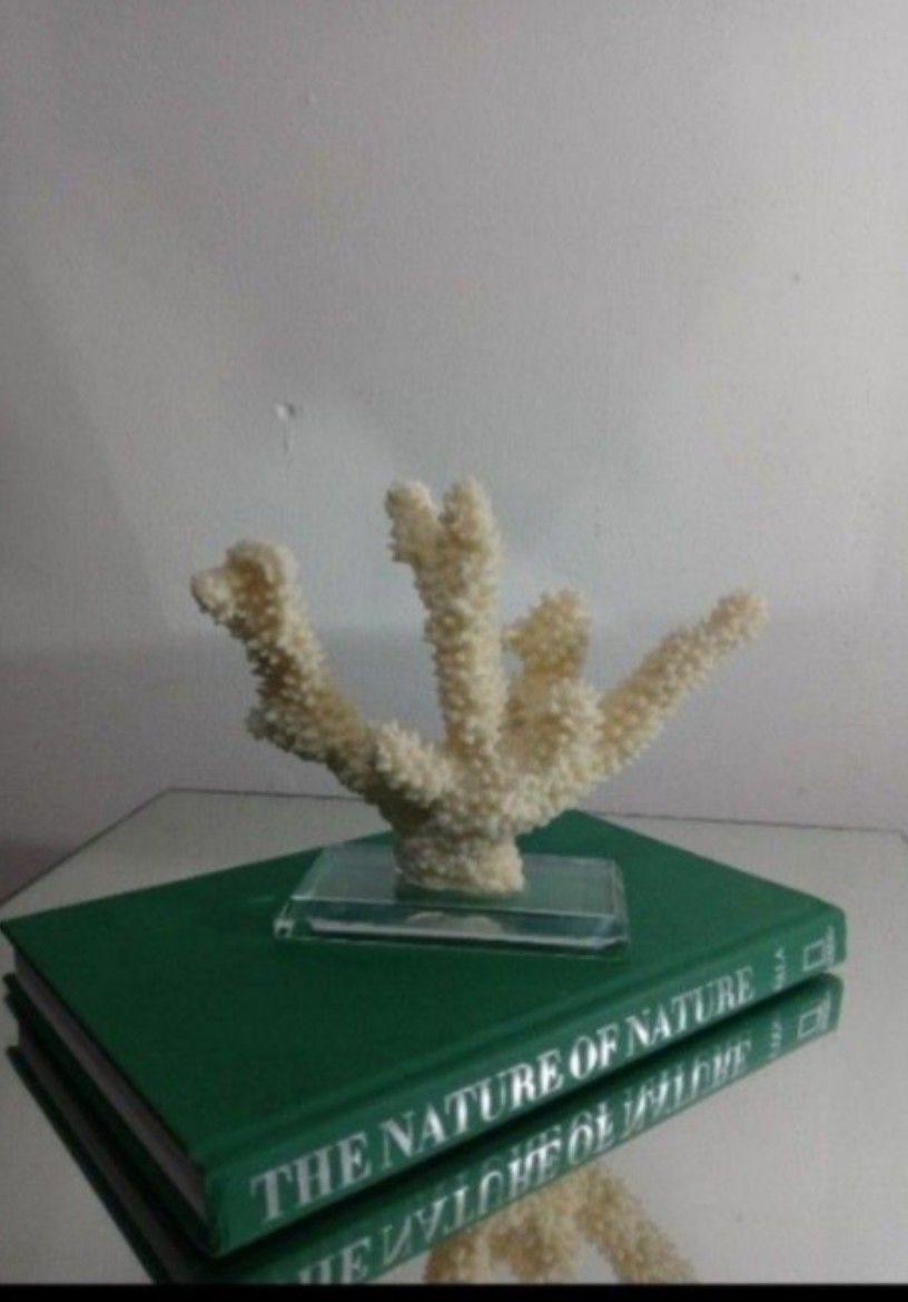 CORAL STATUE ON GLASS BASE 7"×6"