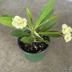 Yellow Flowers Crown Thorns Plants 🪴 