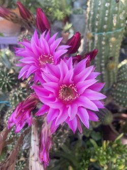 Cactus