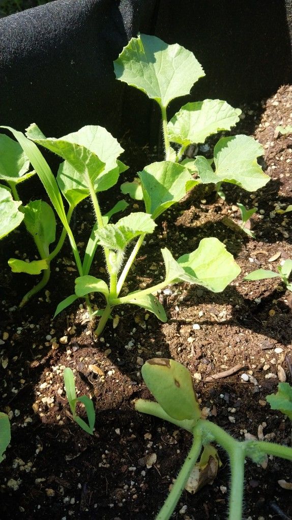 Cantaloupe