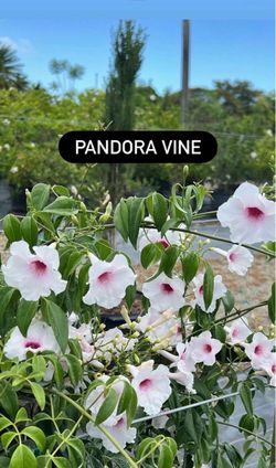 🌿 PANDORA VINE — Pandorea jasminoides