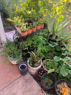 Nice Great Selection Of Plants