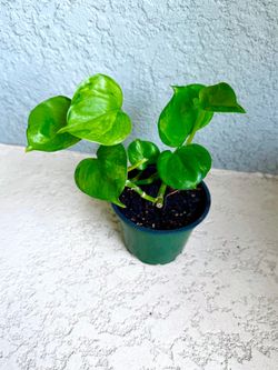 Global  green Pothos plant