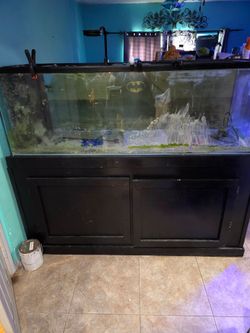Reef Tank aquarium