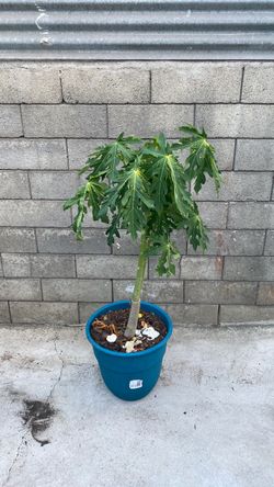 Potted Papaya Tree Plant