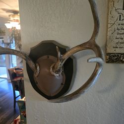 Deer Antlers For Hat Rack In Good Shape Real