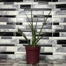 Mikado Snake Plant Easy Care Sansevieria