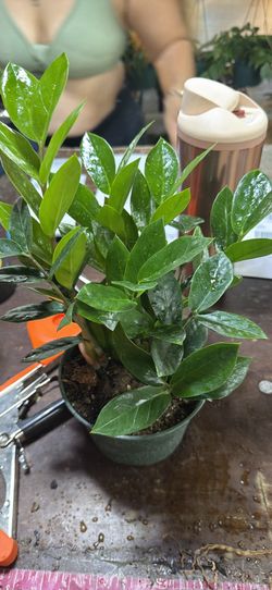 Zz plant