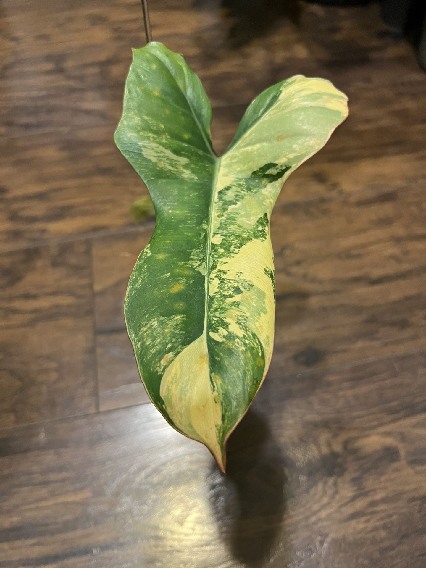 Rare Philodendron Flobe x Billietiea Hybrid Plant “Jennifer” Rare Plant)