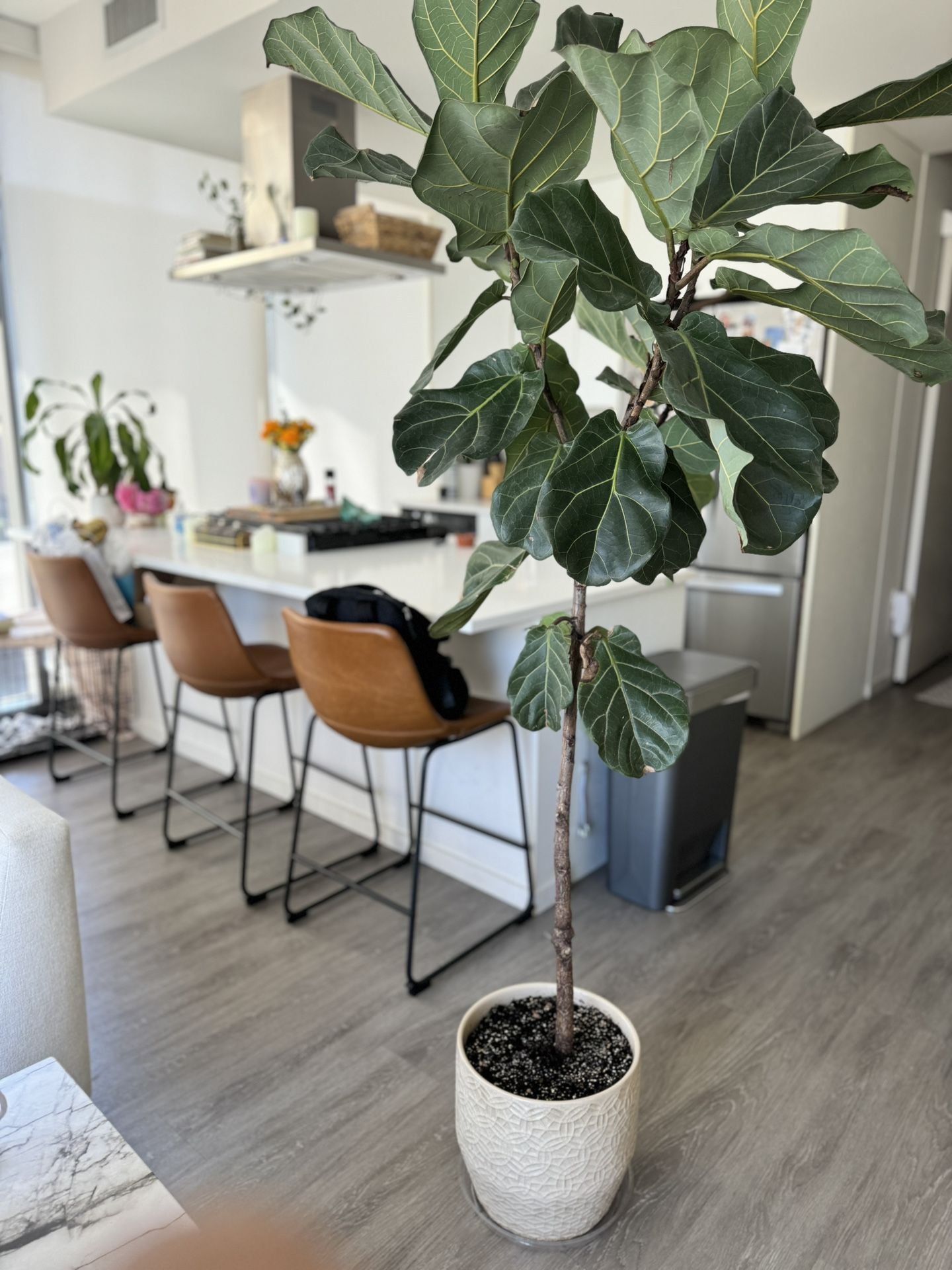 Large Fiddle Leaf Fig Tree Floor Plant With Pot