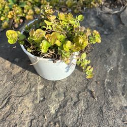 Creeping Jenny Plants $2 Each 