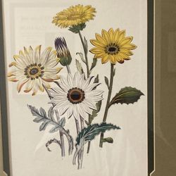 Framed And Matted Flower Prints