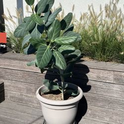 Double audrey banyan trees (Ficus benghalensis)