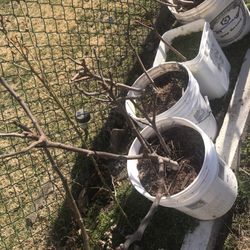 Fig Tree