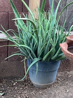 A whole lotta plants available for sale for purchase