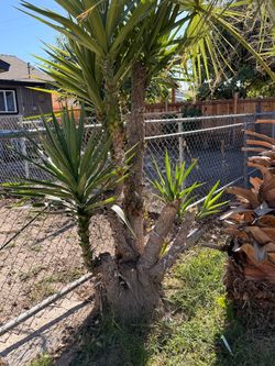Free palm trees