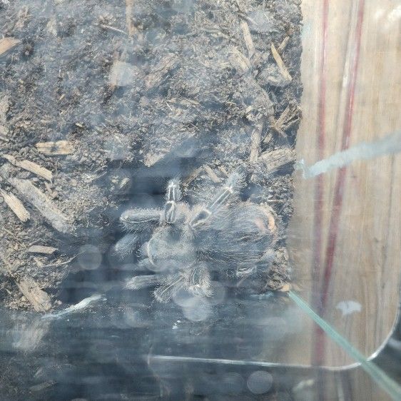 Toys Tarantulas