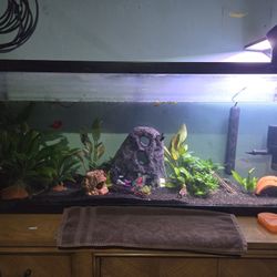 80 GALLON FISHTANK