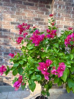 Bougainvillea pink flowers 60” tall blooming