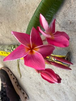 Cutting plumeria
