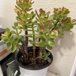 🌿—a symbol of prosperity♥️LUCKY Jade/GUD LUCK Plant👉PLS READ DESCRIPTION♥️WELL ESTABLISHED Trees