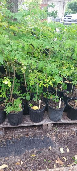 Moringa Plants 