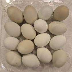 Farm Fresh Eggs, 16pk
