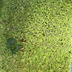 Duckweed, Frog Bit And Salvinia Minima Floaters