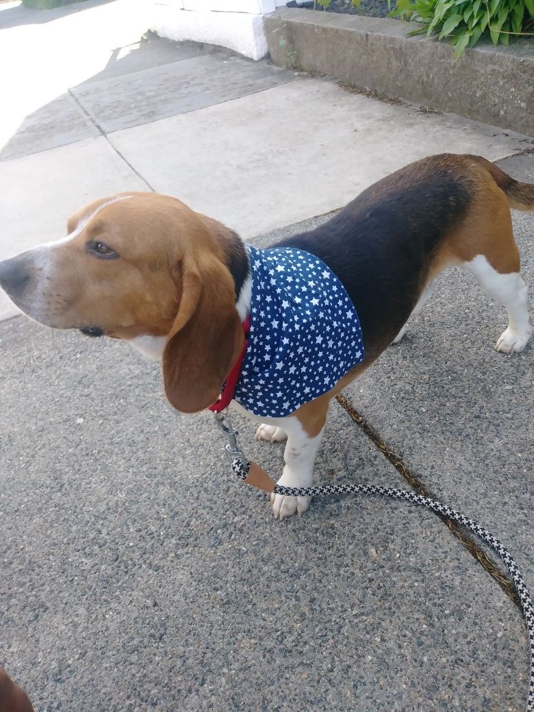 Dog bandanas