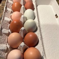 Organic Chicken Eggs 