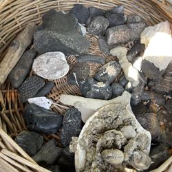 Fossils 