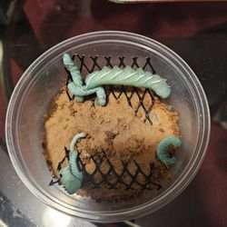 Hornworms