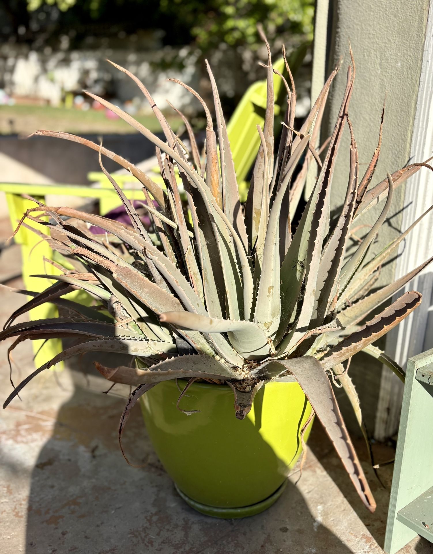 Large Green Pot With Huge Aleo Vera Plant
